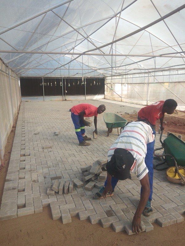 Team laying herringbone pavers inside commercial greenhouse